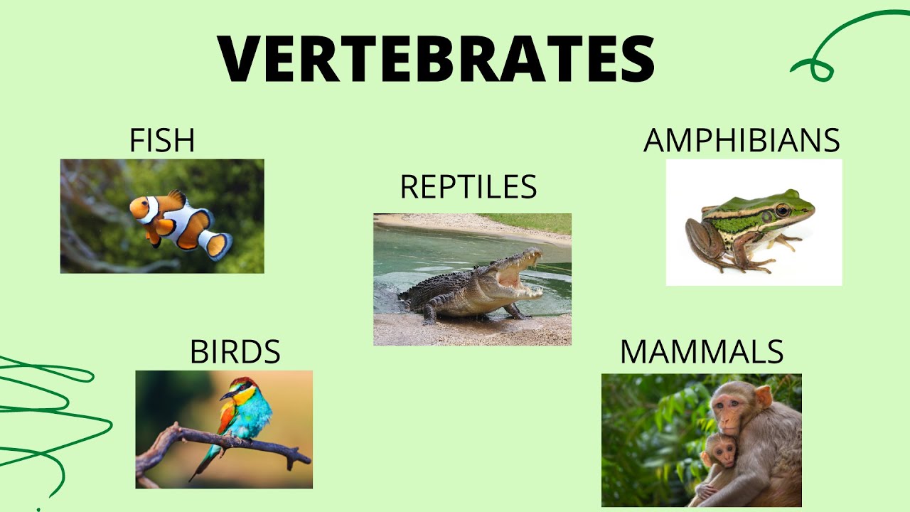 Science 6_Quarter 2_Animals: Characteristics of Invertebrates
