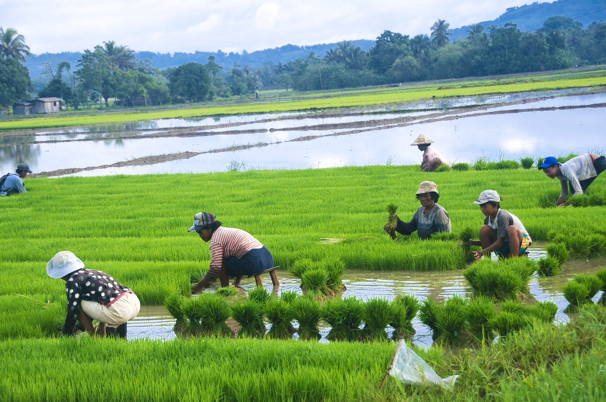 TECHNOLOGY AND LIVELIHOOD EDUCATION
