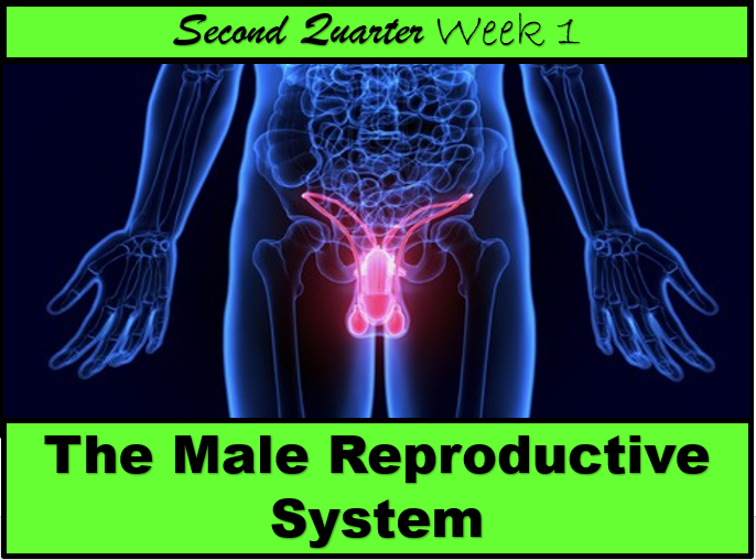 The Male Reproductive System V